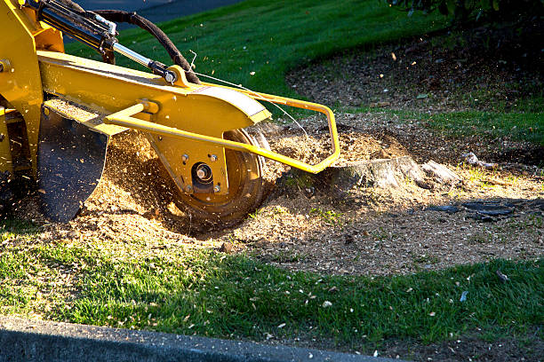 Why Choose Our Tree Removal Services in Tipp City, OH?